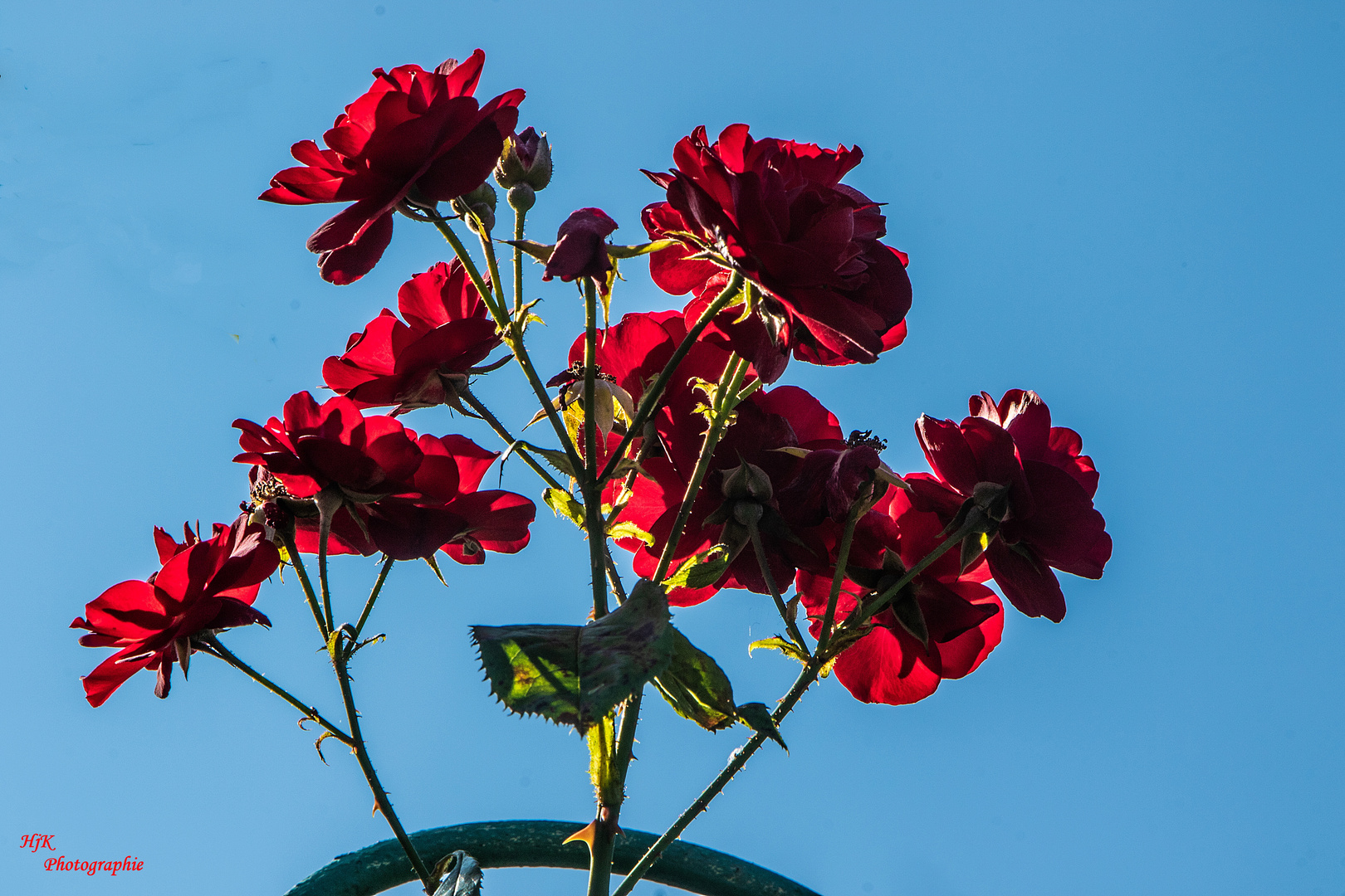 Rote Rosen im Gegenlicht