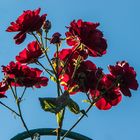 Rote Rosen im Gegenlicht