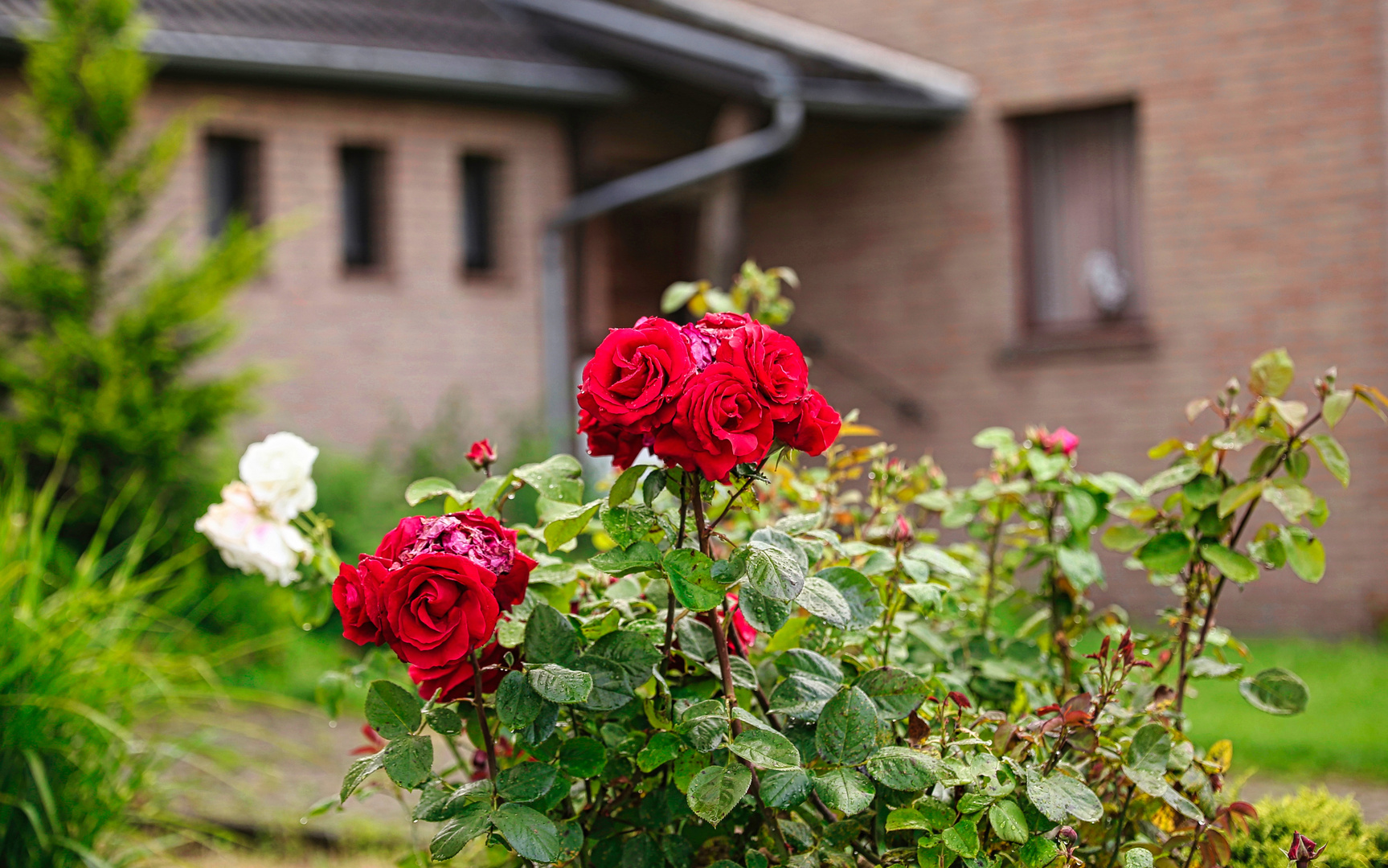 Rote Rosen im Foto & Bild natur, haus, blumen Bilder auf
