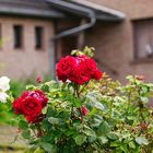 Rote Rosen im Vorgarten