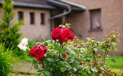 Rote Rosen im Vorgarten