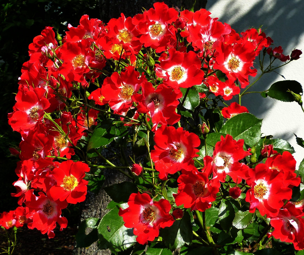 Rote Rosen im Foto & Bild pflanzen, pilze & flechten