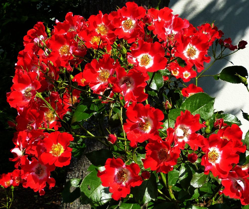 Rote Rosen im Foto & Bild pflanzen, pilze & flechten