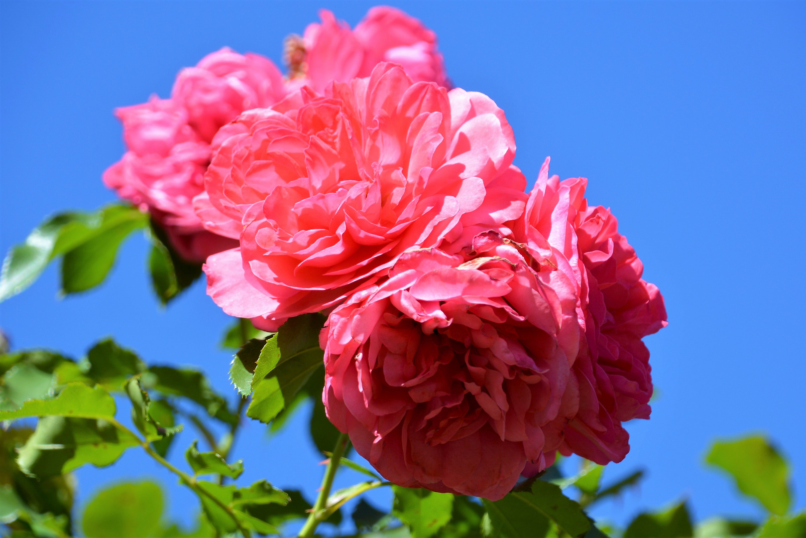 ROTE ROSEN in der SONNE  