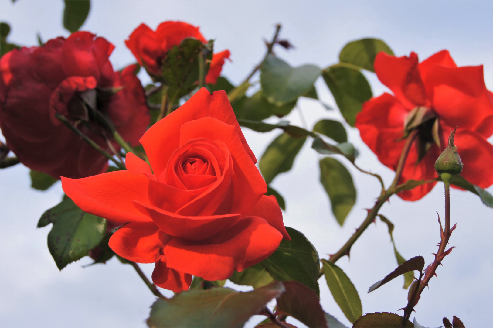 ROTE ROSEN in der SONNE  