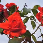 ROTE ROSEN in der SONNE  