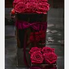 rote Rosen in der Vase