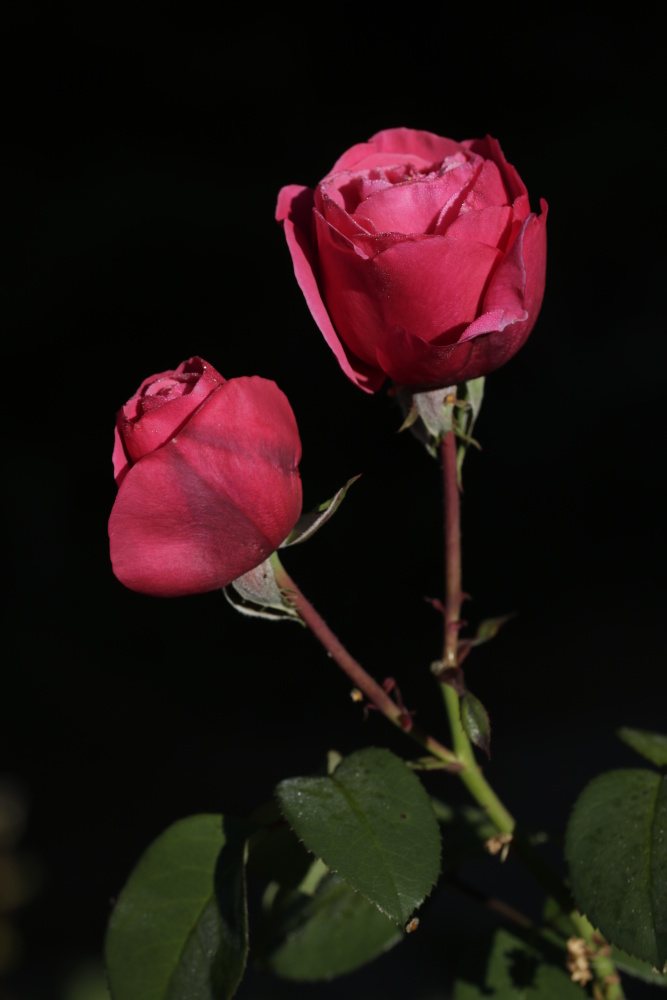 Rote Rosen mit Morgentau