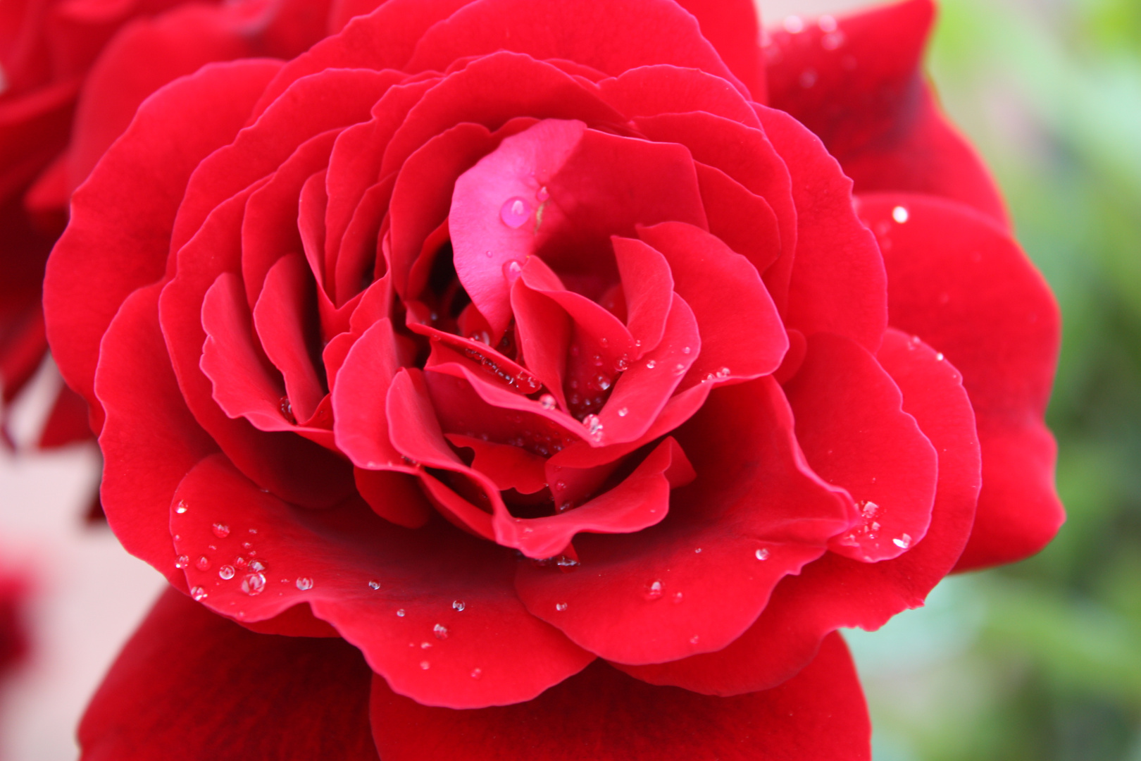 Rote Rosen mit Morgentau