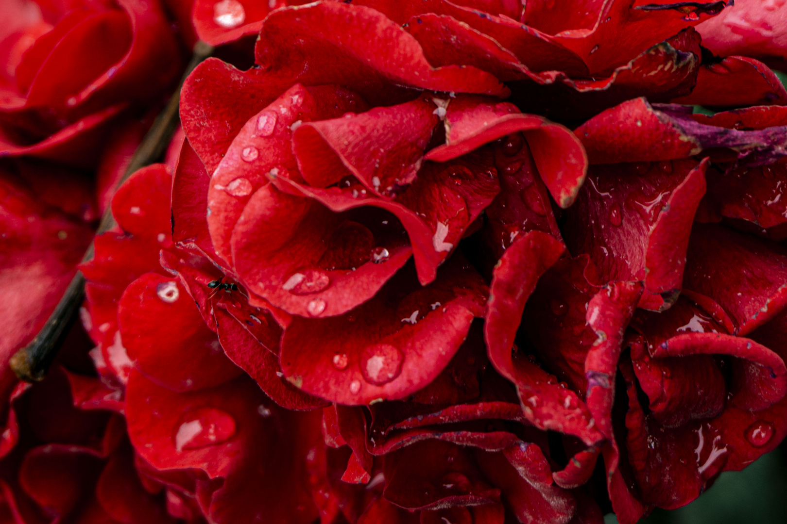 Rote Rosen nach Regenguss