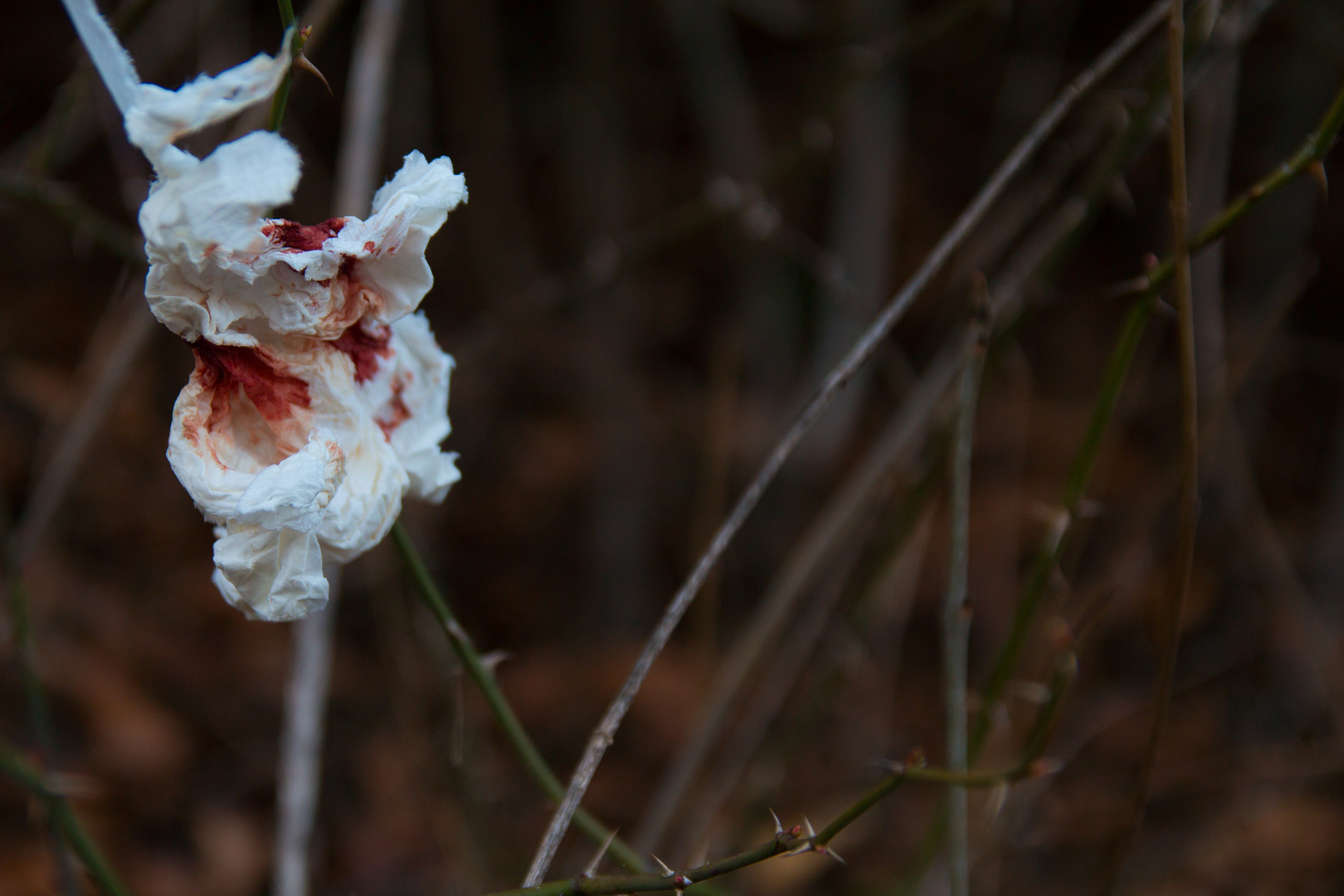 rote roseN regnen