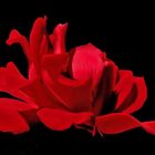 Rote Rosen, rote Rosen ....