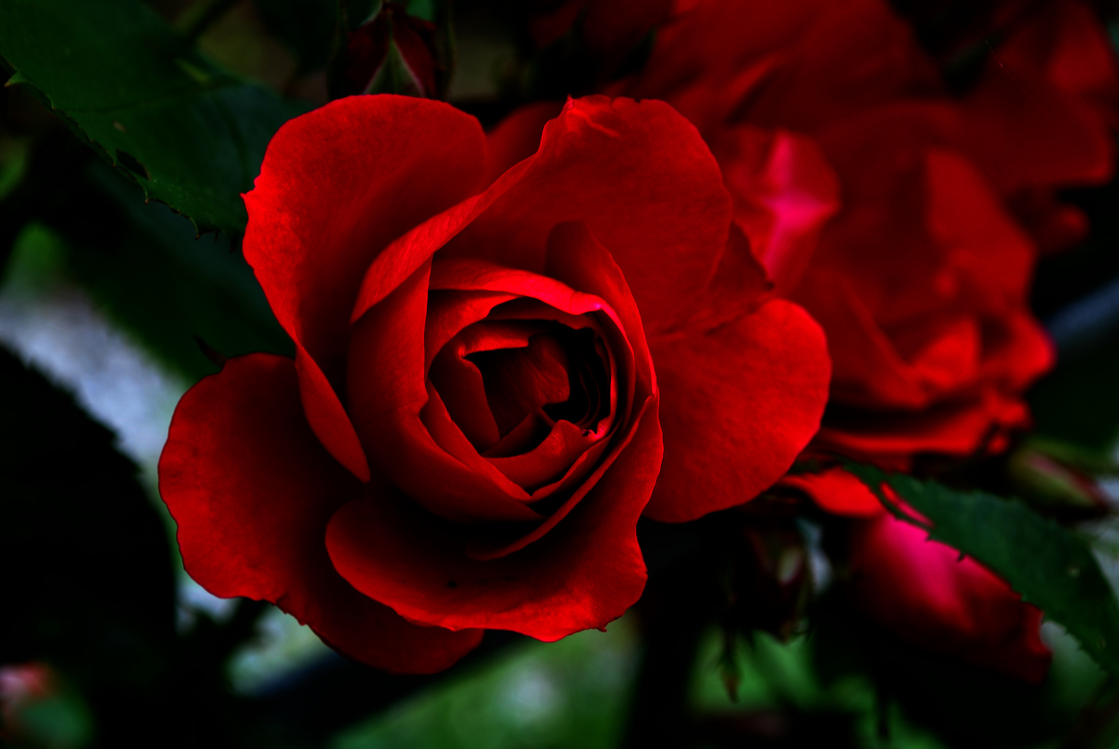 rote Rosen soll es regnen Foto & Bild | pflanzen, pilze & flechten