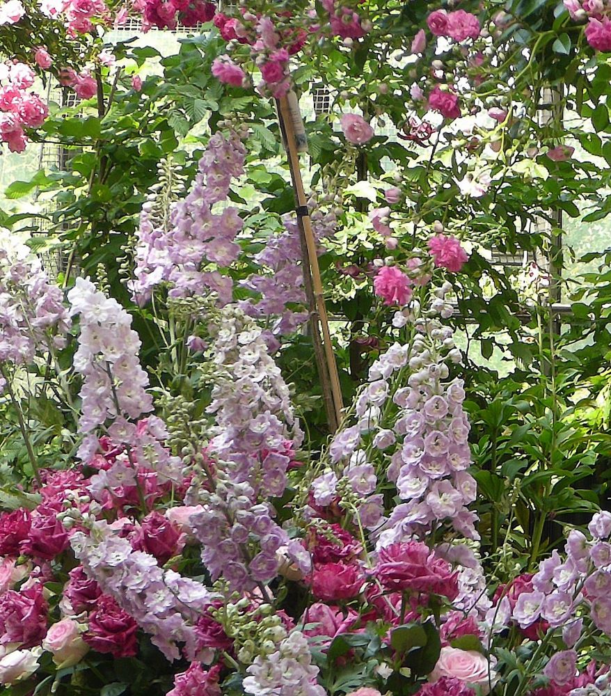 rote Rosen und Zierblüten