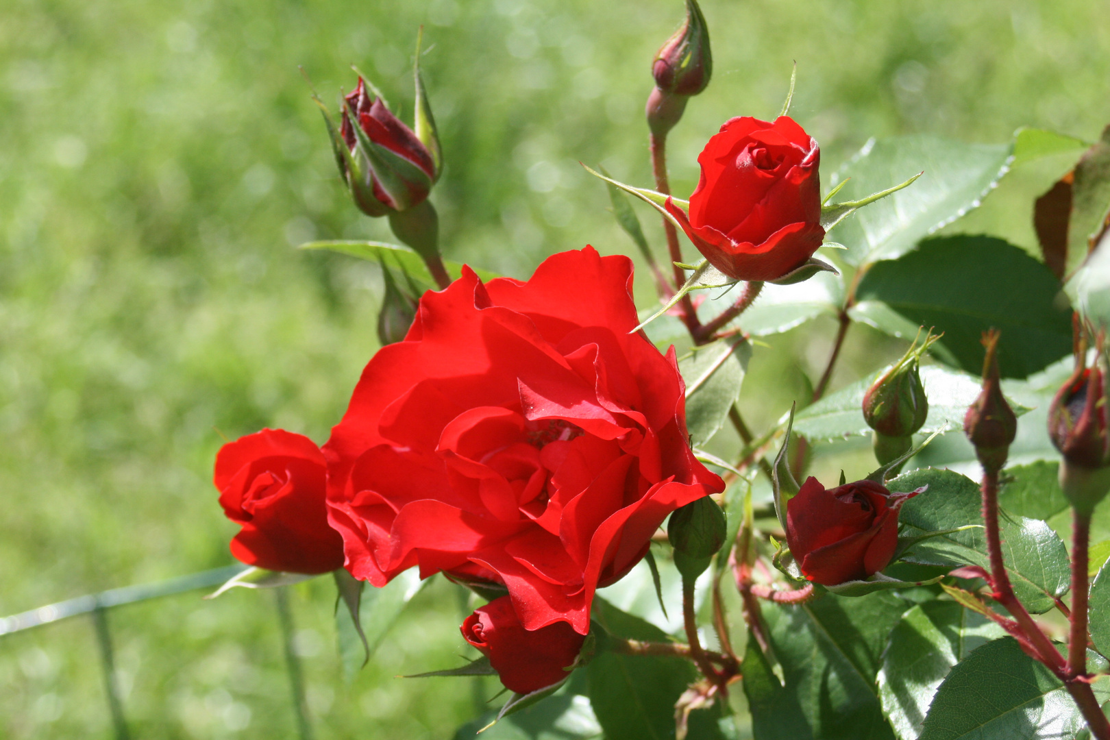 Rote Rosen von Milano / Rosa roja de Milano