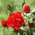 Rote Rosen von Milano / Rosa roja de Milano