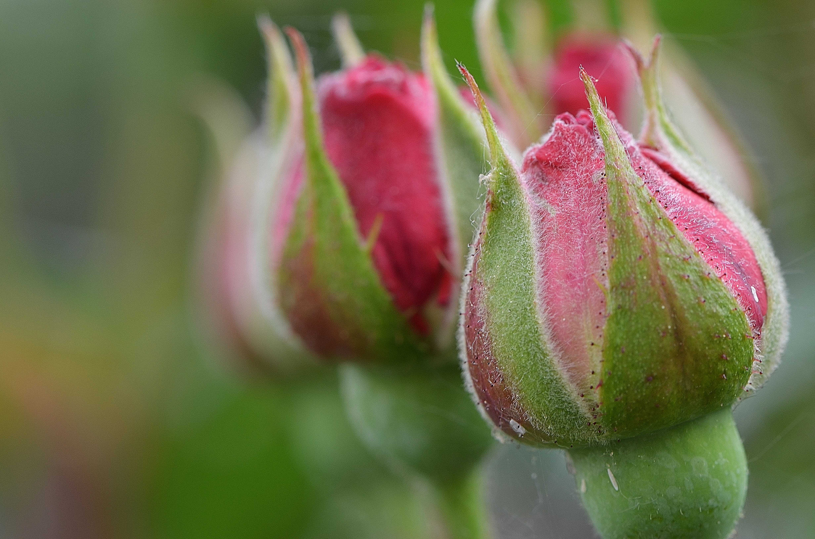 Rote Rosen- Wohl ein Klassiker