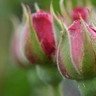 Rote Rosen- Wohl ein Klassiker