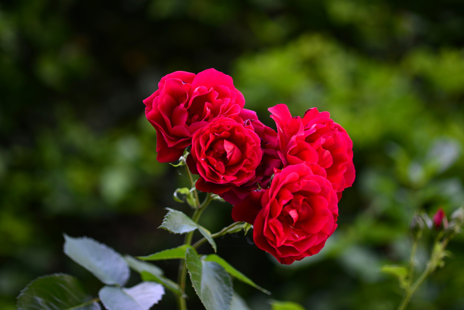 Rote Rosen, Wunderschön
