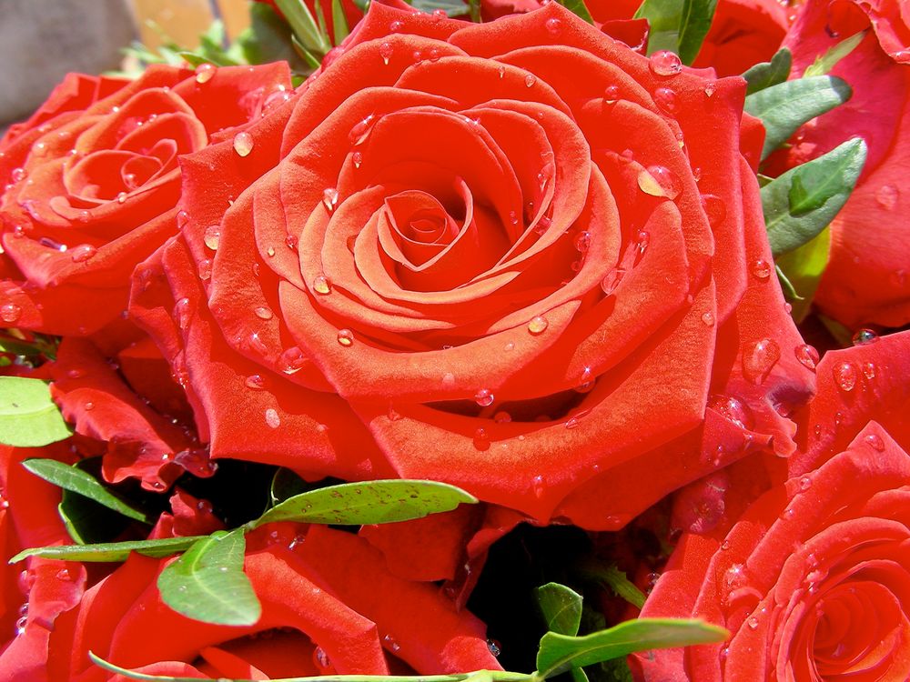 Rote Rosen zum Blümchen-Mittwoch