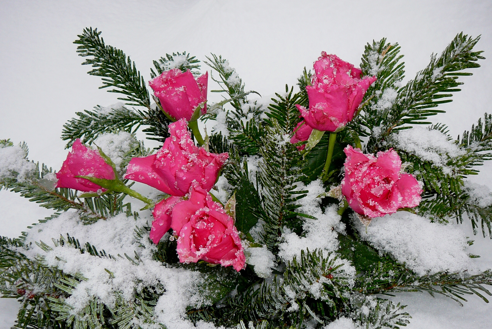 Rote Rosen zur weißen Weihnacht