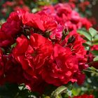 rote Rosen..2