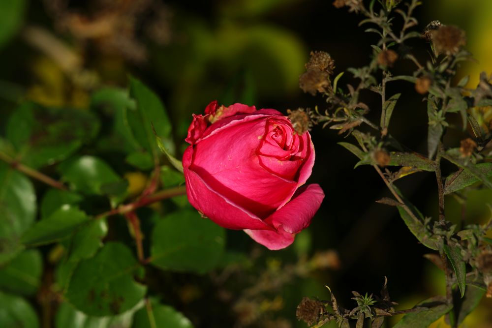 Rote Rosenblüte 1