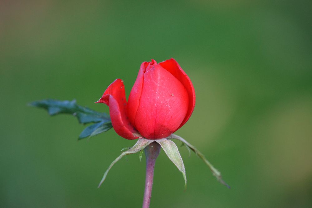 Rote Rosenblüte 3