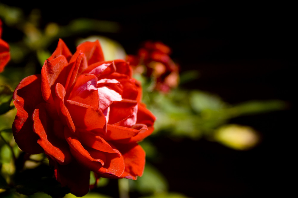 Rote Rosenblüte