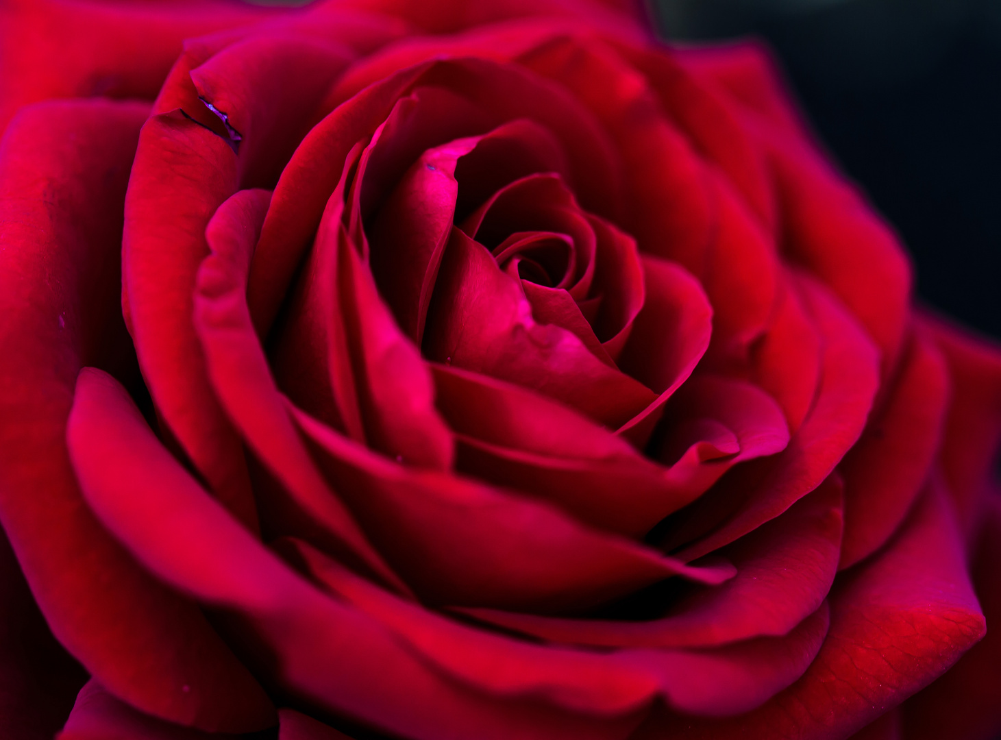 Rote Rosenblute Foto Bild Pflanzen Pilze Flechten Bluten Kleinpflanzen Rosen Bilder Auf Fotocommunity