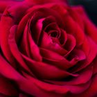 rote Rosenblüte