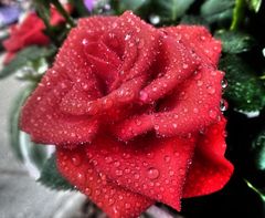 rote Rosenblüte mit Tropfen in Microdetails Tiefe Schatten