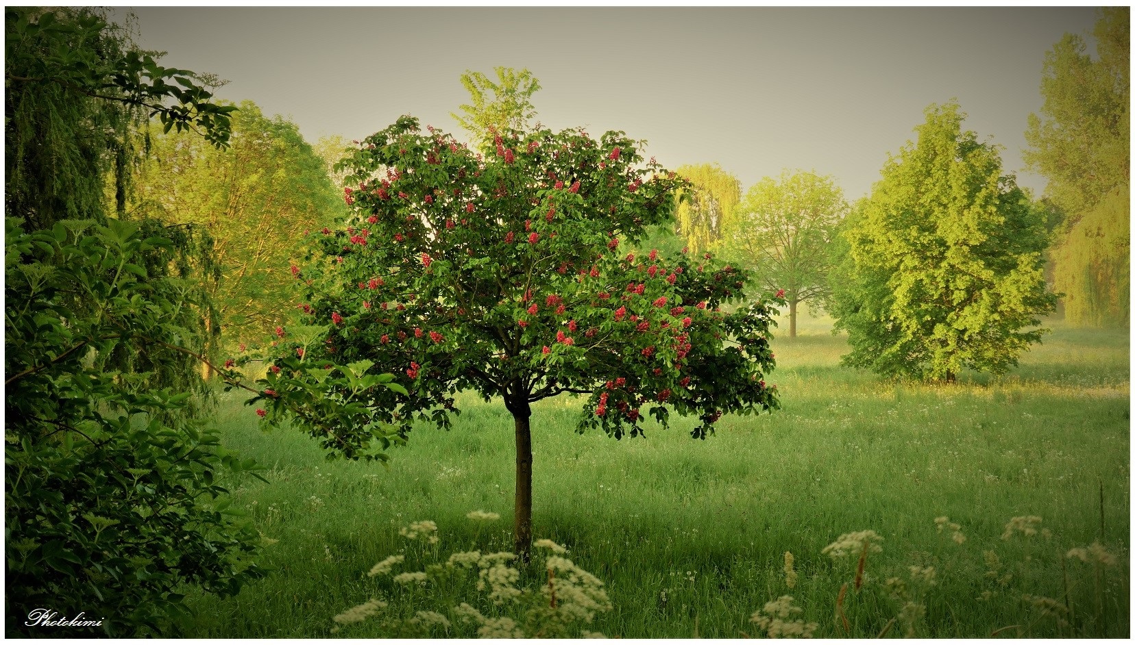 Rote Rosskastanienblüte