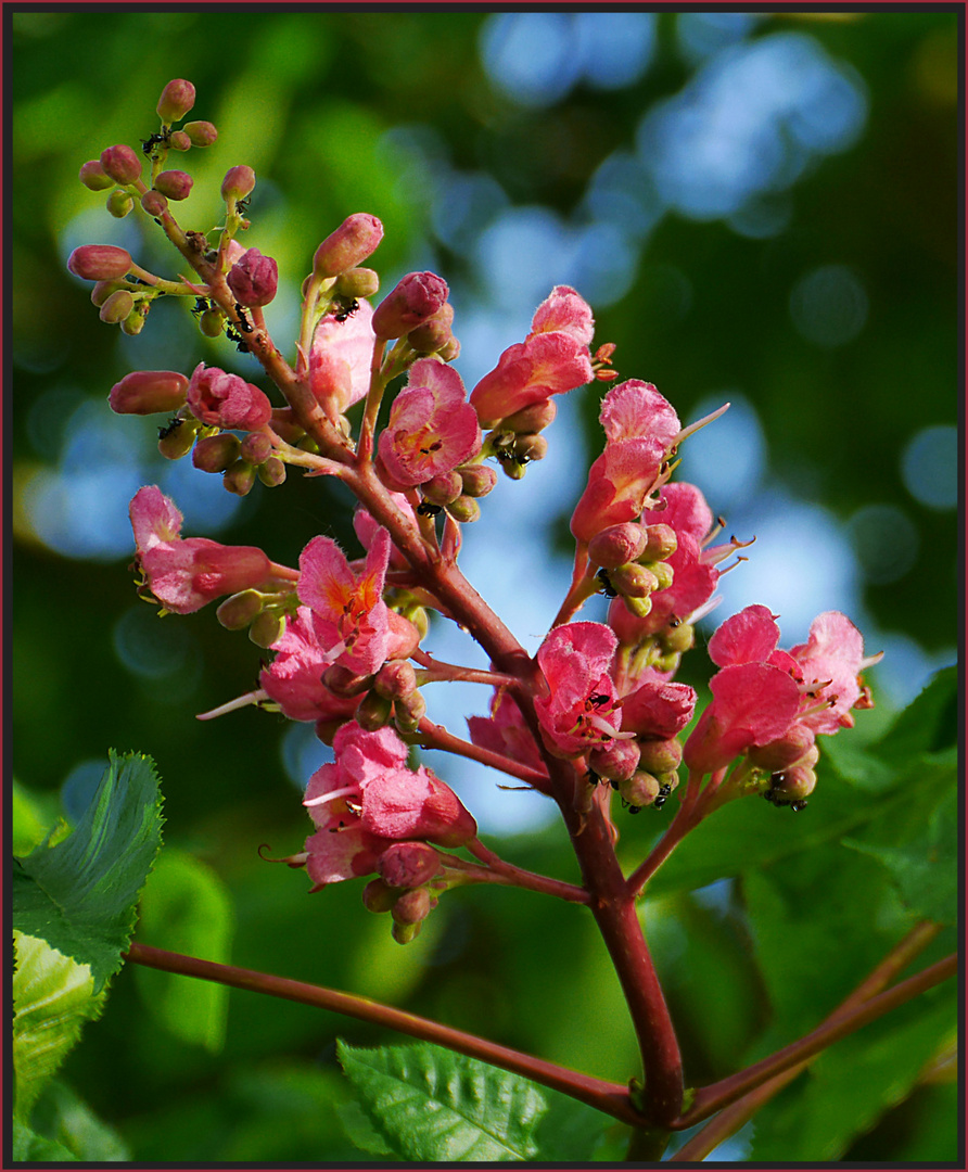 Rote Rosskastanienblüte