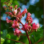 Rote Rosskastanienblüte