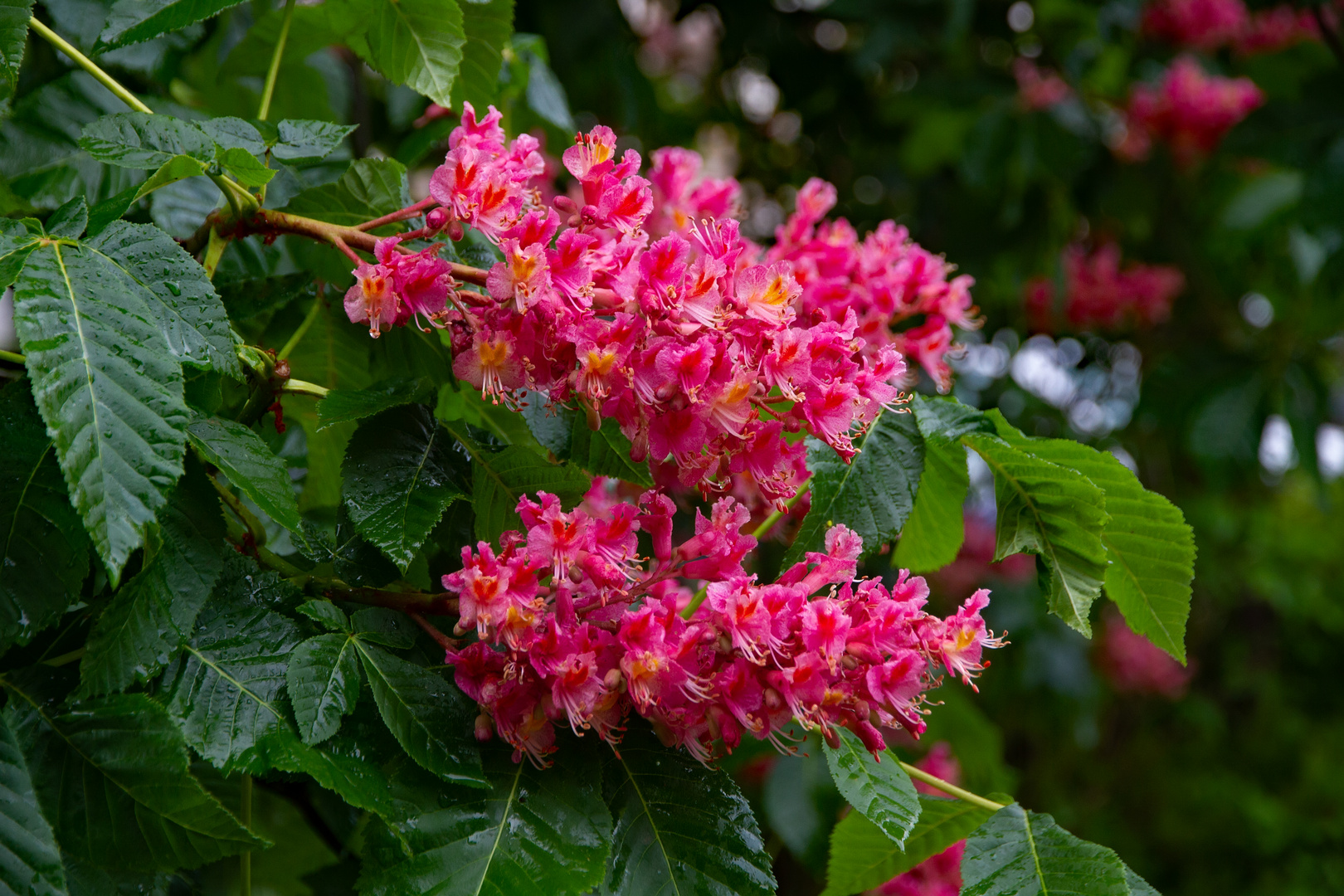 Rote Rosskastanienblüten