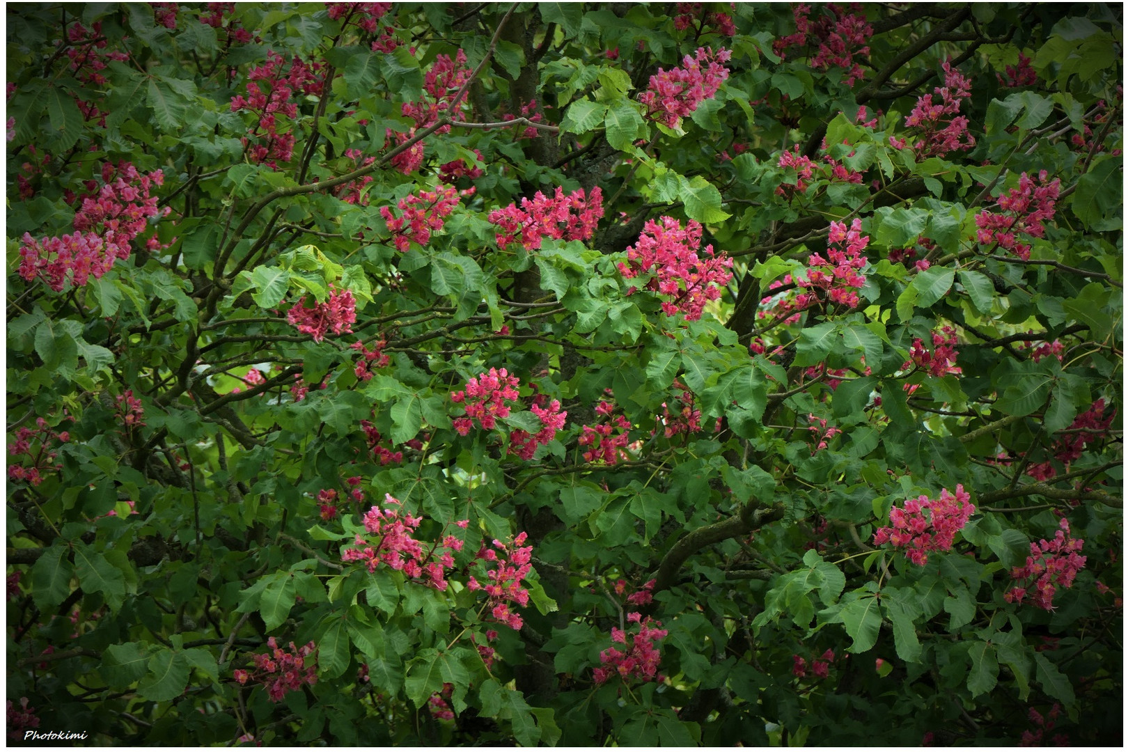 Rote Roßkastenienblüte