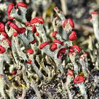 Rote Säulenflechte (Cladonia macilenta)