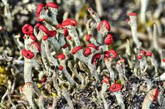 Rote Säulenflechte (Cladonia macilenta)