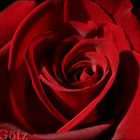 Rote Samt Rose