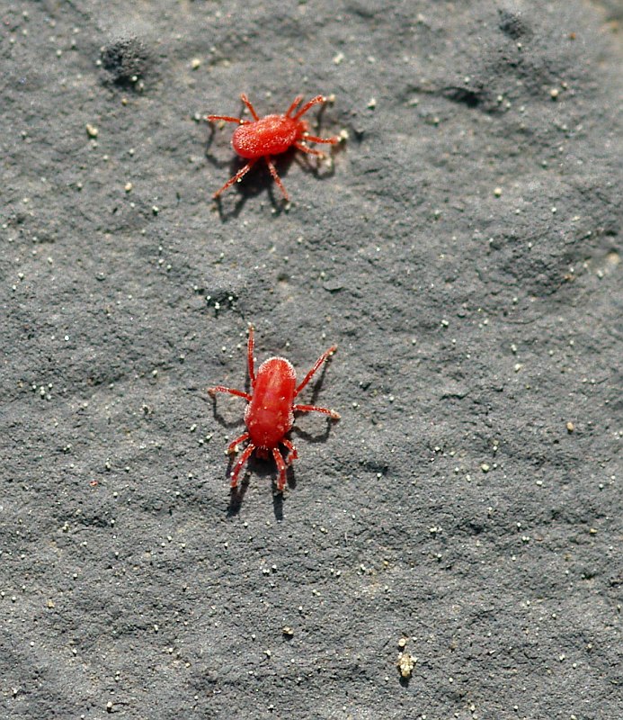 Rote Samtmilbe Foto & Bild tiere, wildlife, spinnen Bilder auf