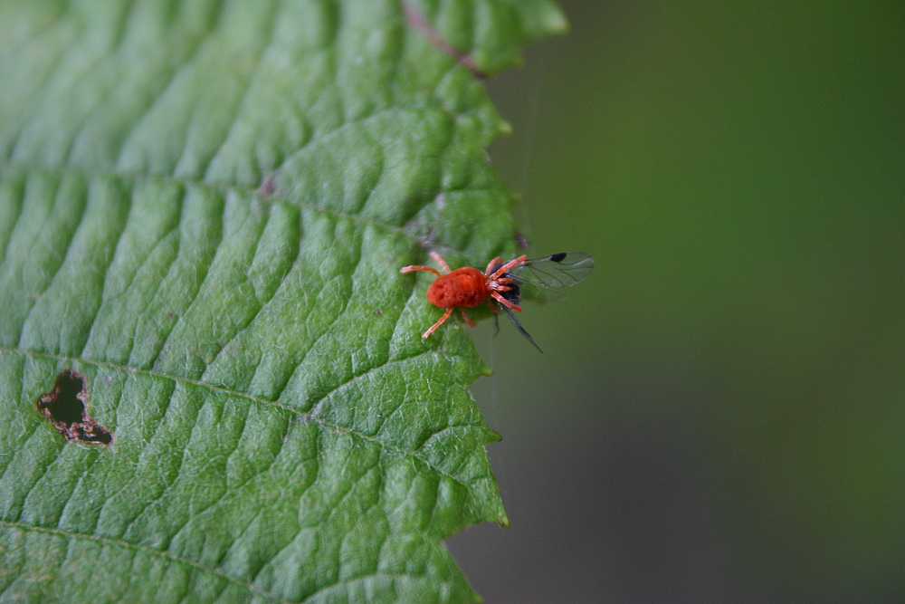 Rote Samtmilbe beim fressen......