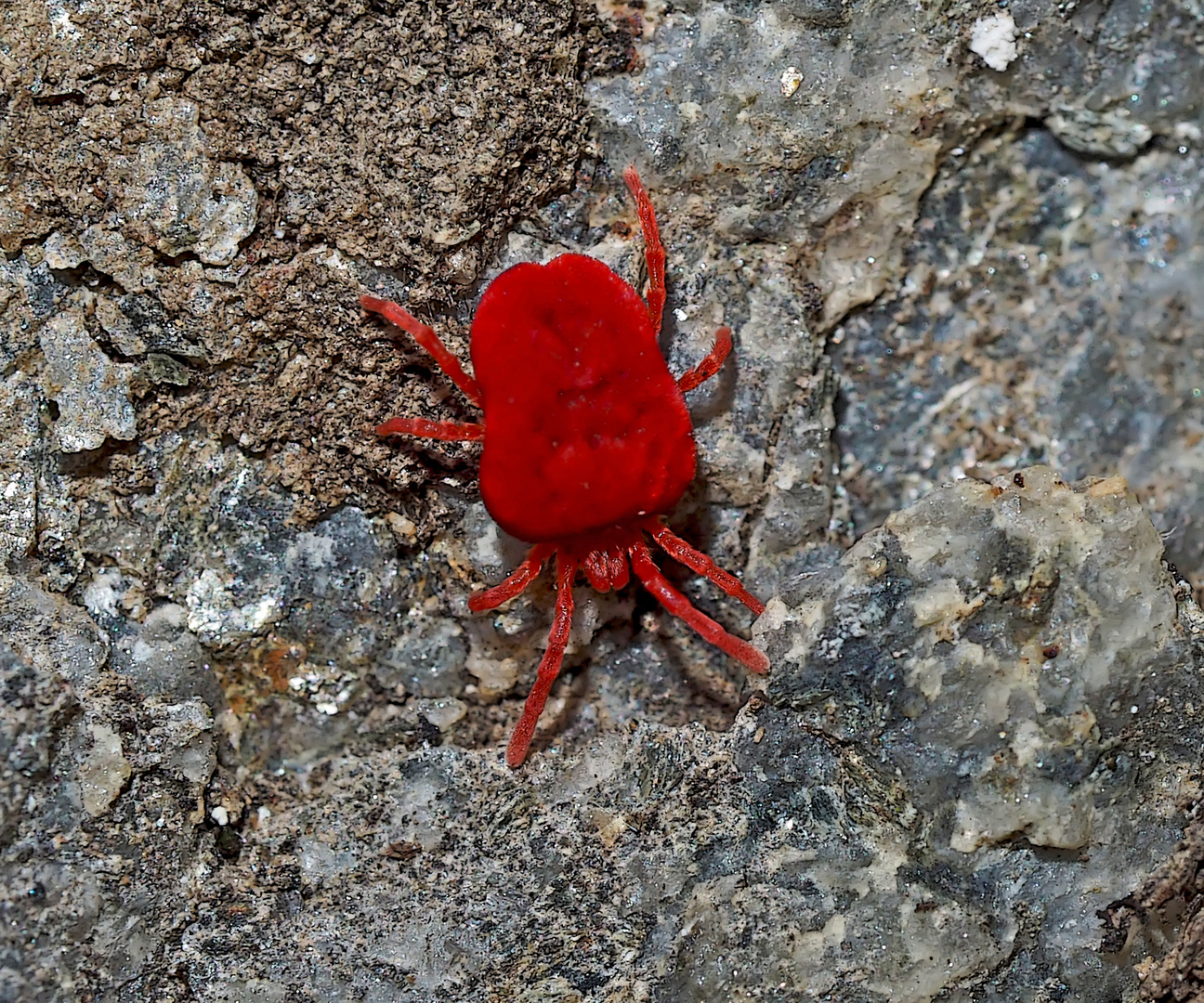  Rote Samtmilbe (Thrombidium sp.) - Poux rouge, araignée rouge.