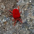  Rote Samtmilbe (Thrombidium sp.) - Poux rouge, araignée rouge.