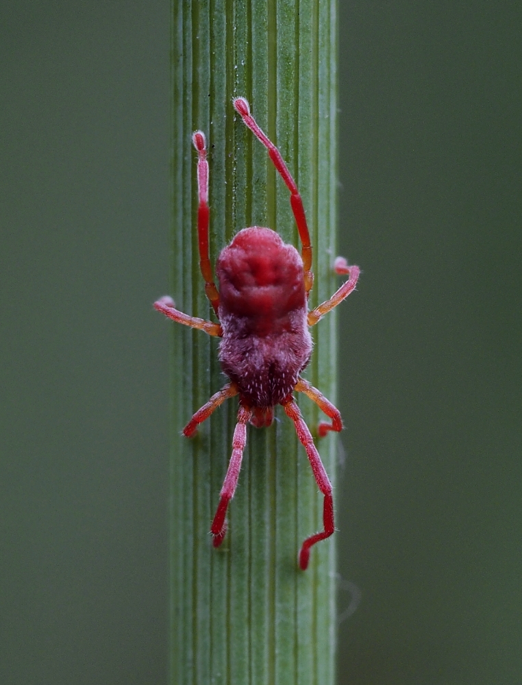 Rote Samtmilbe (Trombidium holosericeum)