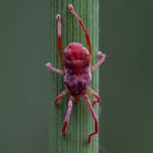 Rote Samtmilbe (Trombidium holosericeum)