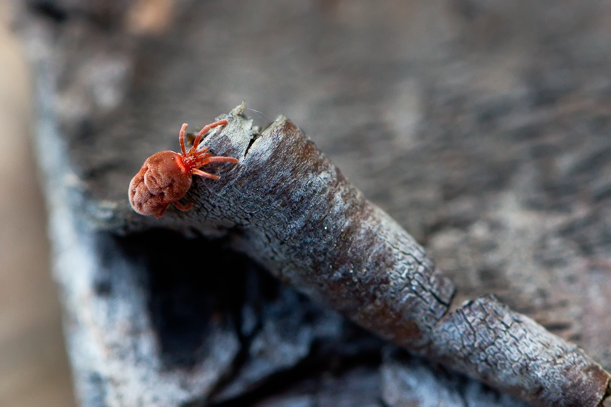 Rote Samtmilbe (Trombidium holosericeum)