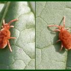 Rote Samtmilbe - Trombidium holosericeum