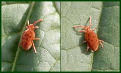 Rote Samtmilbe - Trombidium holosericeum