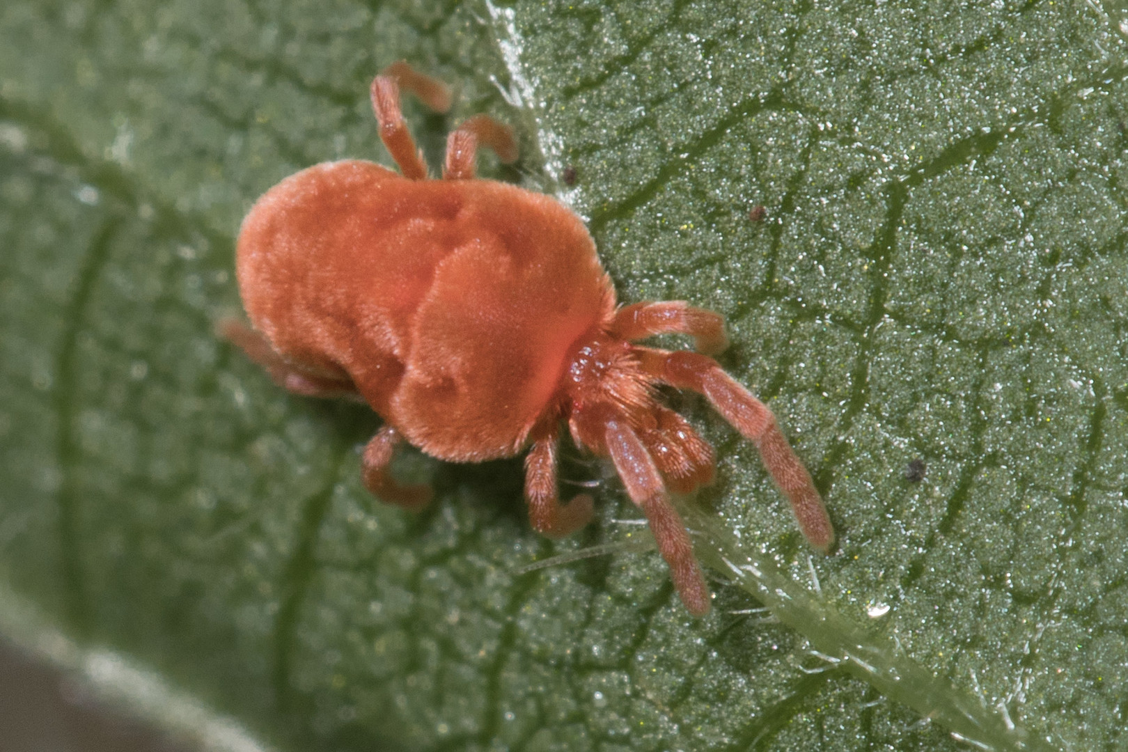 rote Samtmilbe, Trombidium holosericeum